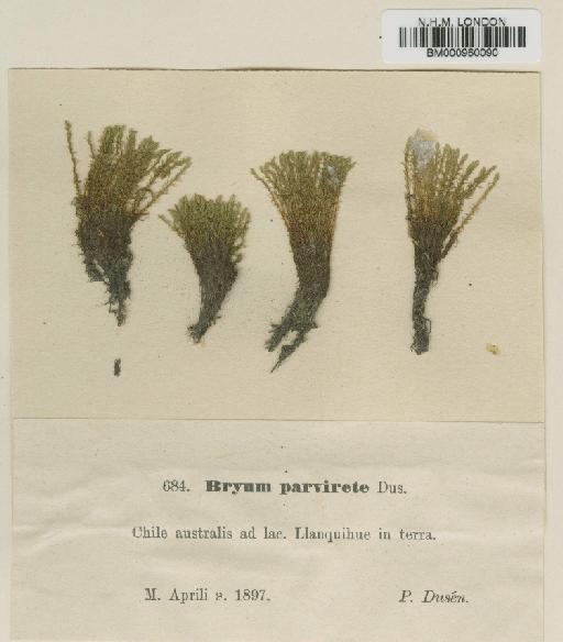 Bryum clavatum (Schimp.) Müll.Hal. - BM000960090