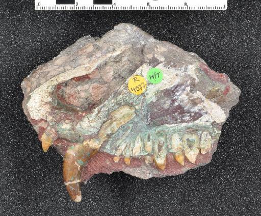 Syodon biarmicum Kutorga, 1838 - NHMUK PV R 4077