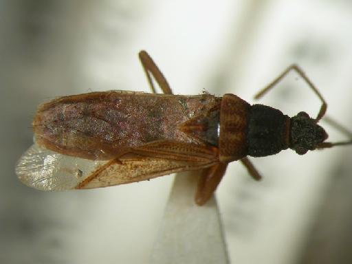 Paromius excelsus Bergroth - Hemiptera: Parexc