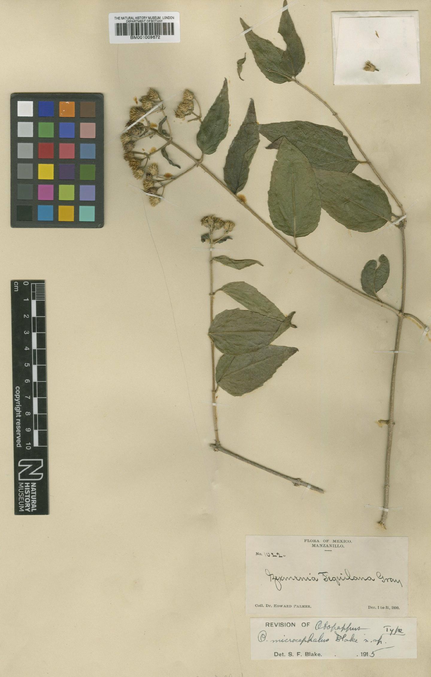 To NHMUK collection (Otopappus microcephalus S.F.Blake; Type; NHMUK:ecatalogue:617738)