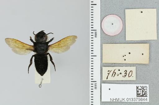 Megachile fulvipennis Smith, F., 1879 - 013379844_additional