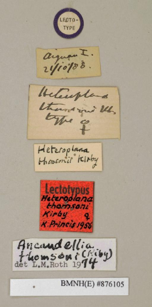 Heteroplana thomsoni Kirby, 1903 - Heteroplana thomsoni Kirby, 1903, female, lectotype, labels. Photographer: Edward Baker. BMNH(E)#876105