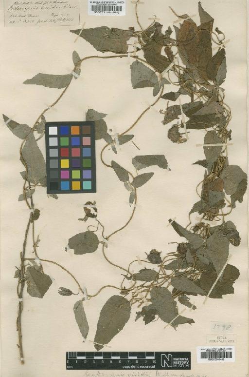 Codonopsis viridis Wall. - BM000571148