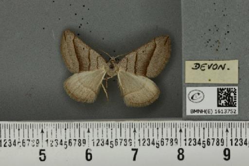 Scotopteryx luridata plumbaria (Fabricius, 1775) - BMNHE_1613752_a_304391