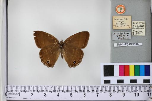 Cissia themis (Butler, 1867) - BMNH(E)_982889_Cissia themis_ST_male (4)