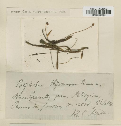 Polytrichum juniperinum Hedw. - BM000960624
