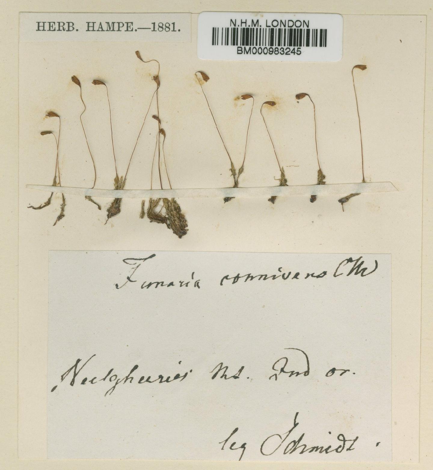 To NHMUK collection (Funaria hygrometrica Hedw.; Type; NHMUK:ecatalogue:1932787)