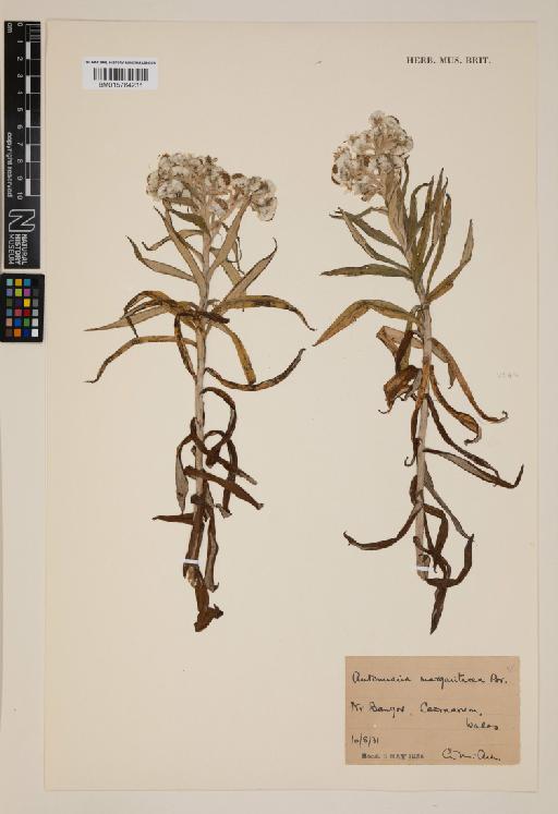 Anaphalis margaritacea (L.) Benth. & Hook.f. - 015764231