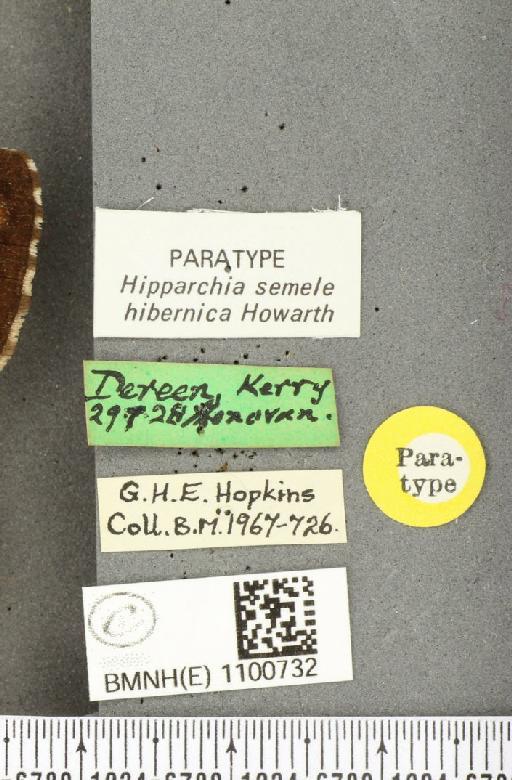 Hipparchia semele hibernica Howarth, 1971 - BMNHE_1100732_label_11823