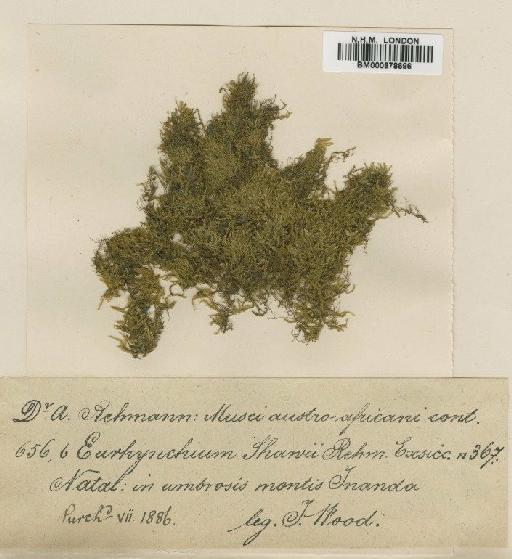 Mittenothamnium horridulum (Broth.) Cardot - BM000878696