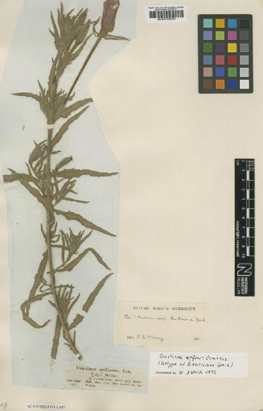 Oenothera affinis Cambess. - BM001008358