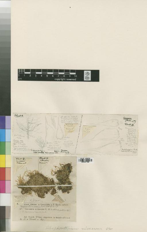 Isopterygium nivescens (Broth.) Broth. - BM000871524