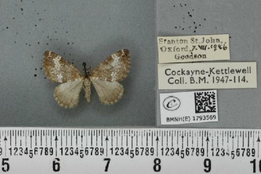 Perizoma alchemillata (Linnaeus, 1758) - BMNHE_1793569_370649