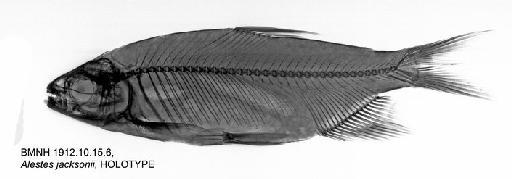Alestes jacksonii Boulenger, 1912 - BMNH 1912.10.15.6, HOLOTYPE, Alestes jacksonii, Radiograph