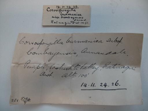 Corvospongilla burmanica bombayensis Annandale - C burmanica bombayensis 1914.11.24.26 (1)