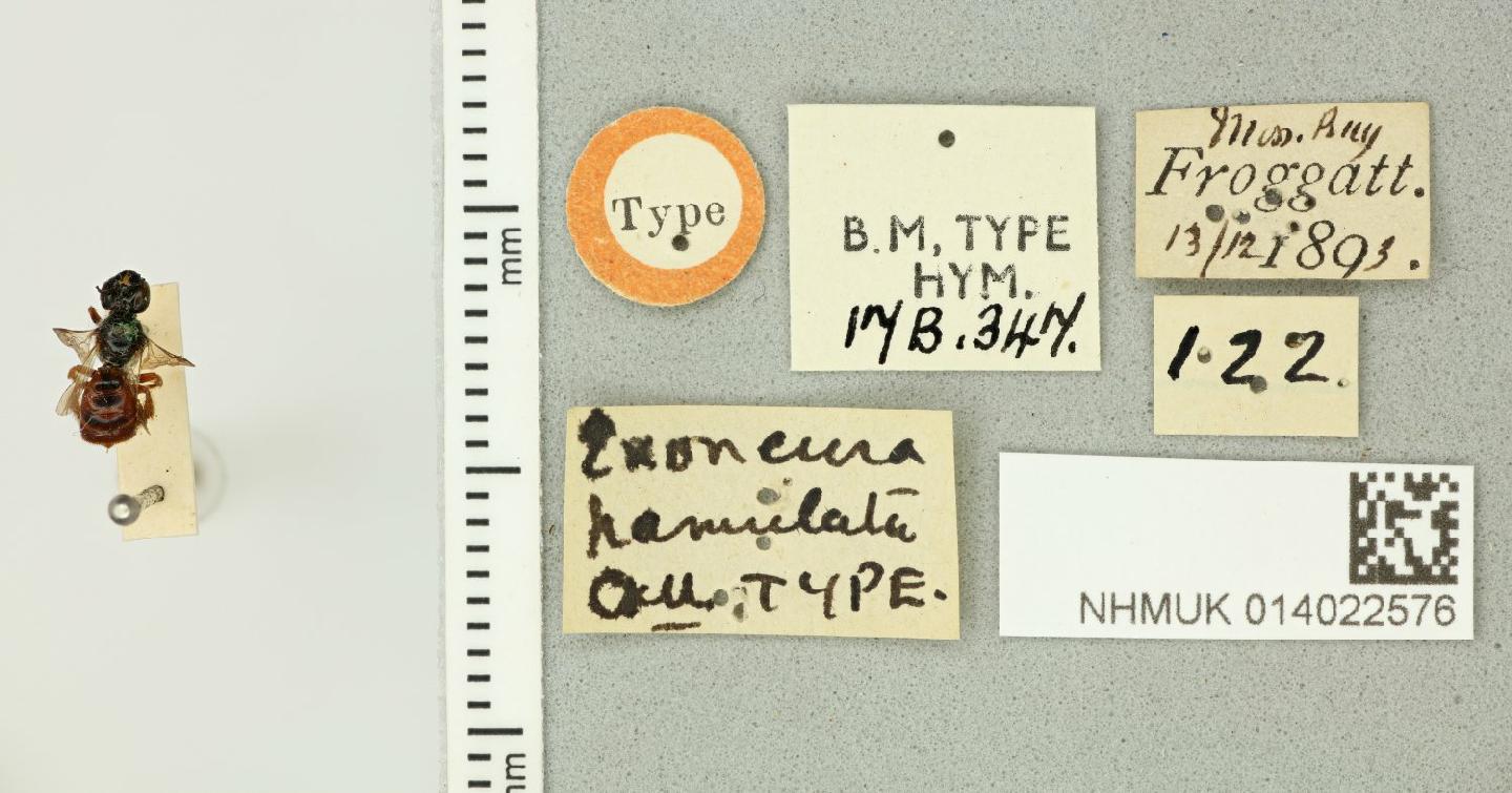 Exoneura hamulata thumbnail