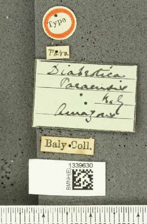 Aristobrotica paraensis (Baly, 1886) - BMNHE_1339630_label_23271