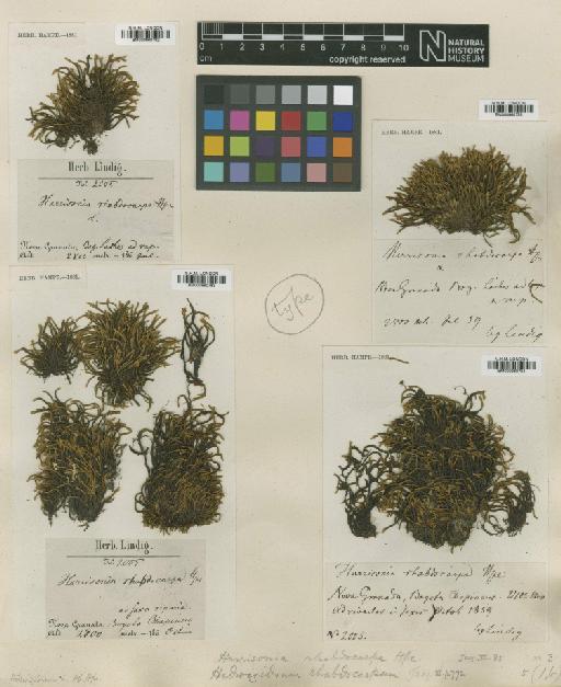 Hedwigidium integrifolium (P.Beauv.) Dixon - BM000960782_a