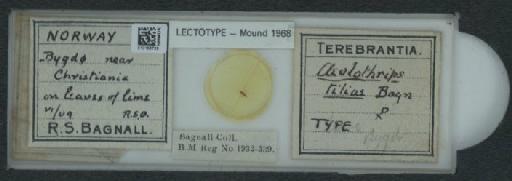 Aeolothrips tiliae Bagnall, 1913 - 010153729_833413_1602951
