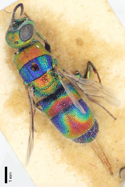 Chrysis eremophila Mocsary, A., 1914 - Chrysis_eremophila-BMNH(E)#970983_type-dorsal-1_25X