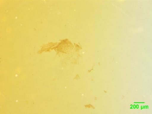 Scaphidiinae Latreille, 1806 - 010189092___1