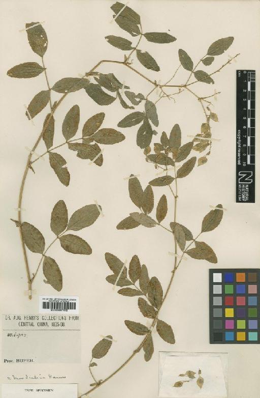 Astragalus henryi Oliv. - BM000997418