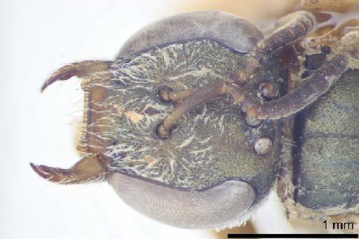 Halictus atripyga Kirby, 1890 - Halictus_atripyga-BMNH(E)#971054_syntype-head_frontal-5_0X