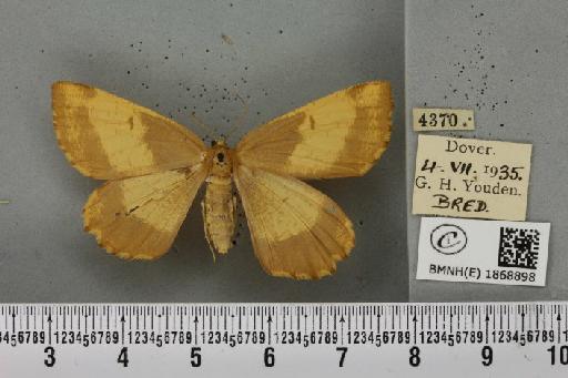 Angerona prunaria ab. aureocincta Oberthür, 1912 - BMNHE_1868898_441318