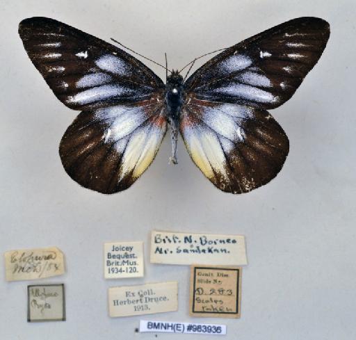 Delias pasithoe angustifascia Rothschild, 1915 - BMNH(E)983936_Delias pasithoe angustifascia_ Roths