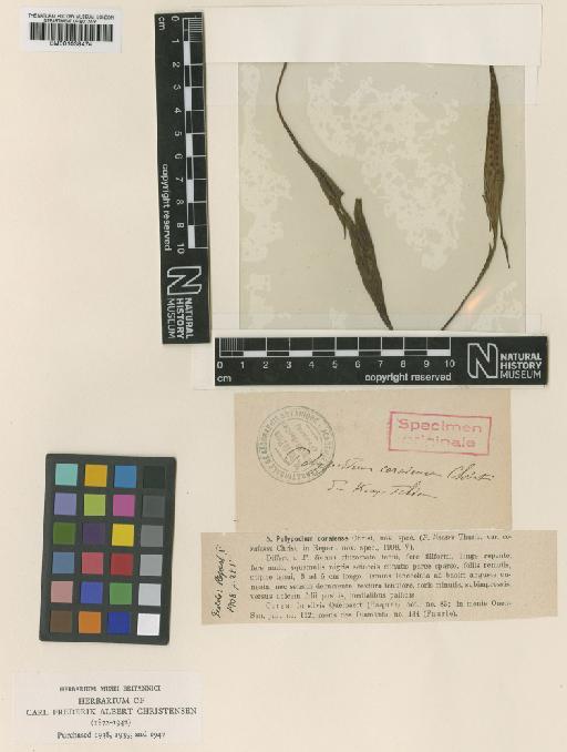 Lepisorus ussuriensis (Regel & Maack) Ching - BM001038474
