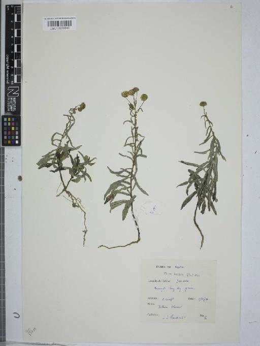 Pentanema indicum (L.) Y.Ling - 011030343
