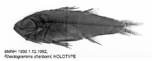 Rhectogramma sherborni Norman, 1930 - BMNH 1930.1.12.1052, Rhectogramma sherborni, HOLOTYPE, Radiograph