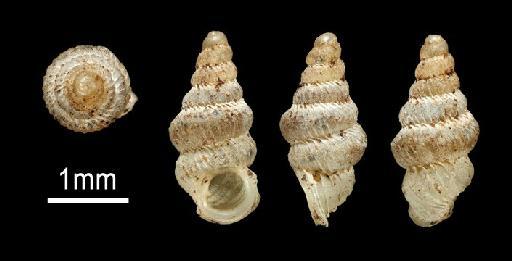 Diplommatina radiiformis Preston, 1913 - 1914.1.7.463, SYNTYPE, Diplommatina radiiformis Preston, 1913