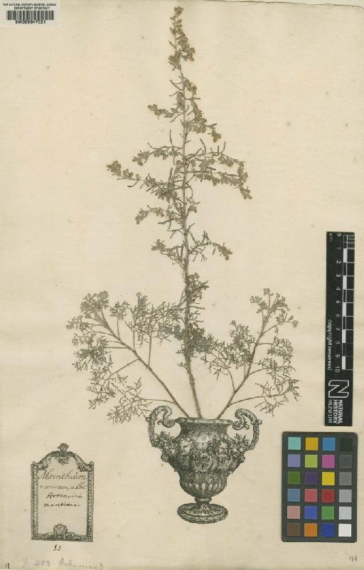 Artemisia caerulescens L. - BM000647021