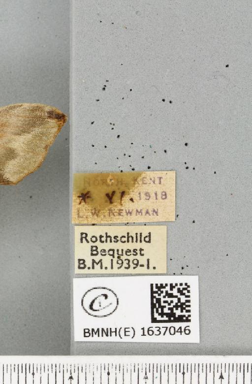 Mimas tiliae ab. semicentripuncta Bunge-Billwarder, 1905 - BMNHE_1637046_label_204387