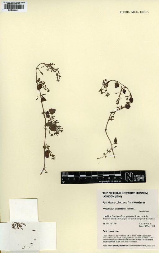 Clinopodium brownei (Sw.) Kuntze - BM000833721