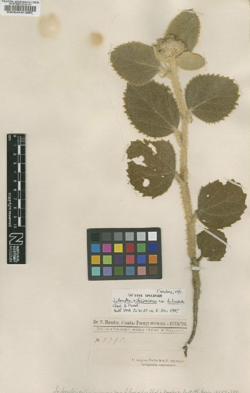 Croton villosissimus (Chodat & Hassl.) Radcl.-Sm. & Govaerts - BM000504440