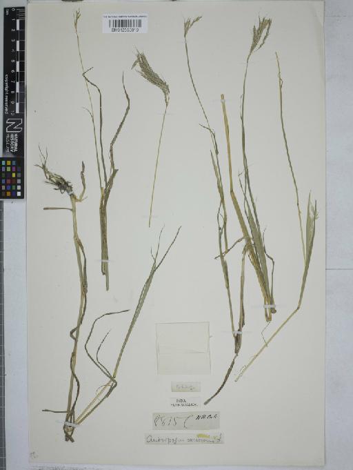 Dichanthium annulatum (Forssk.) Stapf - 012550819