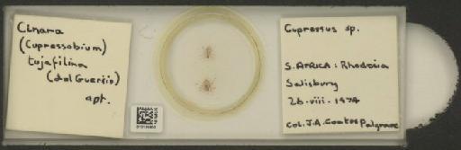 Cinara (Cupressobium) tujafilinus Del Guercio, 1909 - 010129900_112974_1093875
