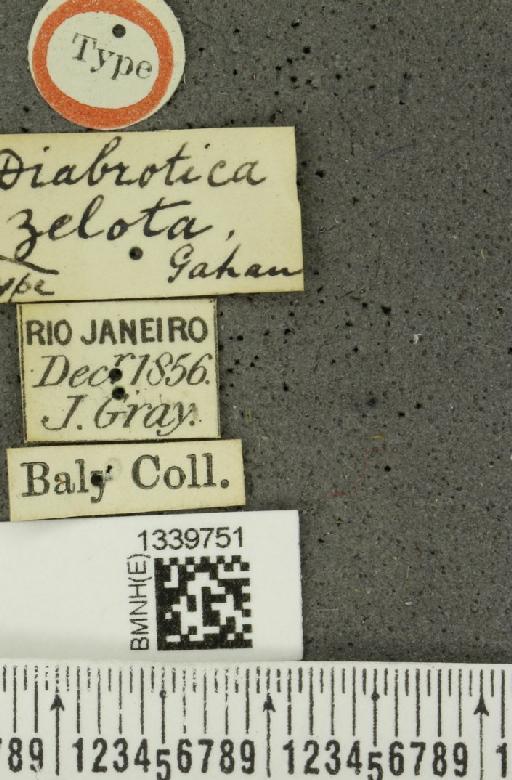 Aristobrotica zelota (Gahan, 1891) - BMNHE_1339751_label_23456