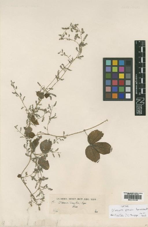 Dioscorea pseudotomentosa Prain & Burkill - BM000797288