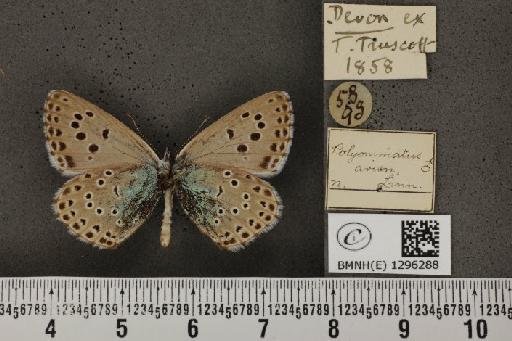 Maculinea arion eutyphron ab. teleius Bergsträsser, 1779 - BMNHE_1296288_147305