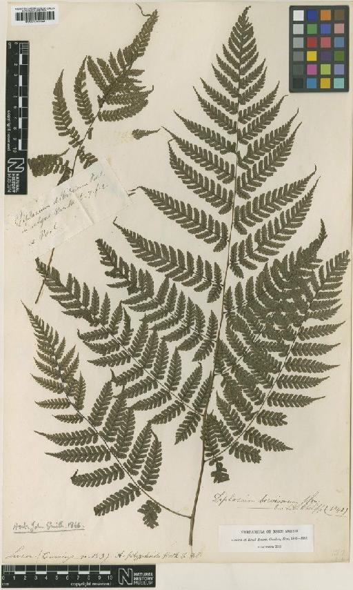 Asplenium woodwardioides Baker - BM001045366