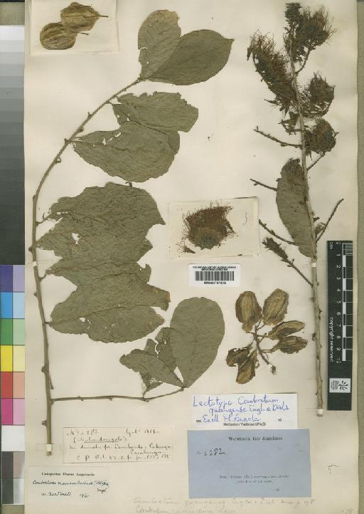 Combretum mossambicense (Klotzsch) Engl. - BM000797828