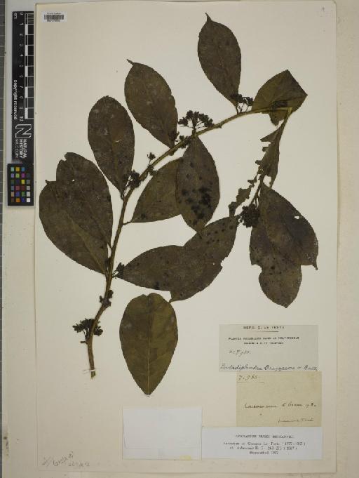 Pentadiplandra brazzeana Baill. - BM010750552