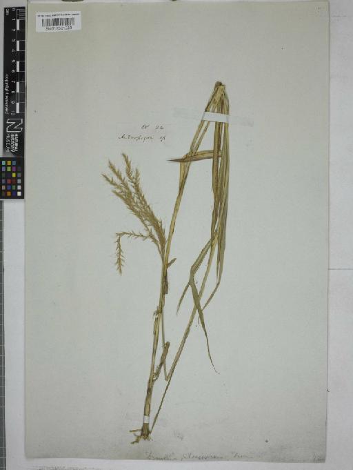 Dimeria gracilis Nees ex Steud. - 012551023