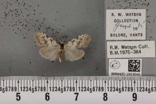 Nola confusalis (Herrich-Schäffer, 1847) - BMNHE_1693040_292620