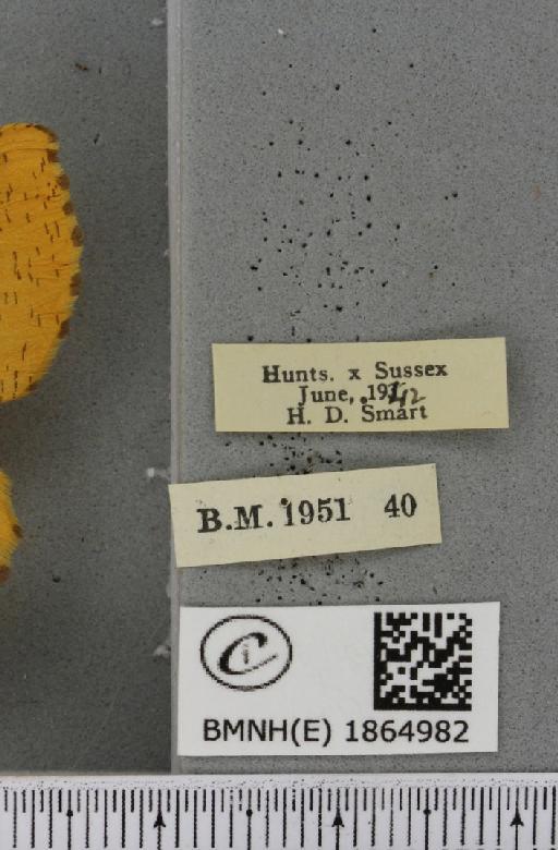 Angerona prunaria ab. aurea Williams, 1947 - BMNHE_1864982_label_430606