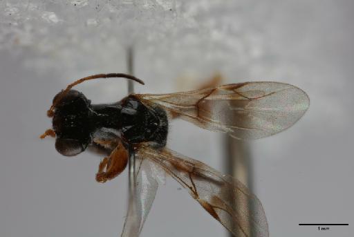 Deinodryinus incaicus Olmi, 1984 - 012858892_Deinodryinus_incaicus_HT_forewing