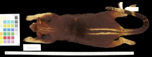 Dendrolagus goodfellowi shawmayeri Rothschild and Dollamn, 1936 - 1939.2930_Skin_Dorsal